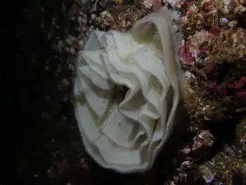 eggs sea lemon