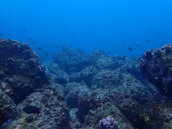 Reef