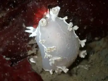 Diamondback Nudibranch