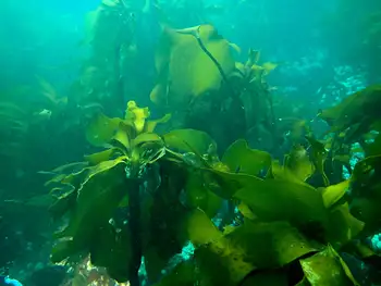 Woody Kelp