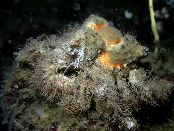 rhinoceros crab