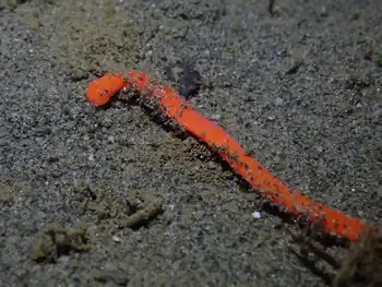 Orange Ribbon Worm