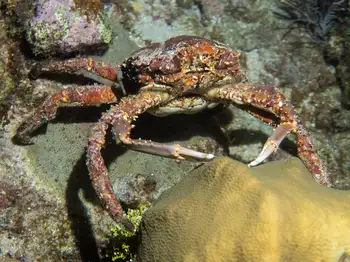 channel clinging crab
