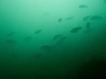 Rockfish