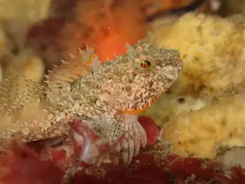 Scalyhead Sculpin