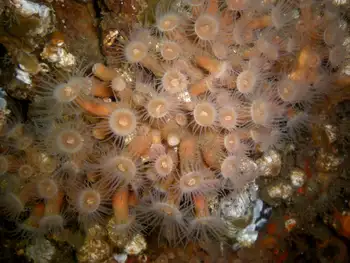 Orange Zoanthids