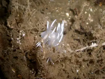 White Dendronotid