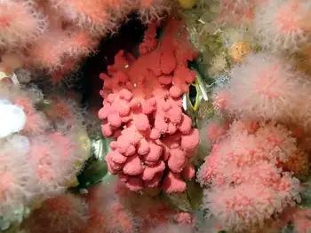 Red Soft Coral