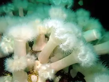 Metridium Anemones