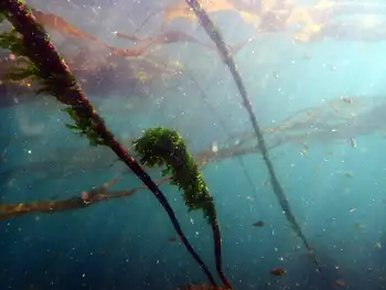 Bull Kelp