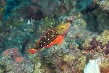 rainbow parrotfish