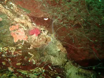 Curlyhead Spaghetti Worm