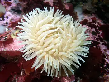 Anemone
