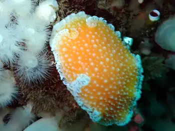 Orange Peel Nudibranch