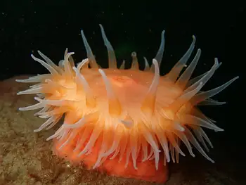 Swimming Anemone