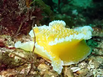 Orange Peel Nudibranch