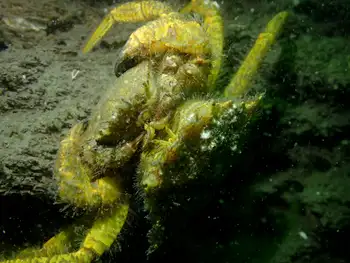 Helmet Crabs