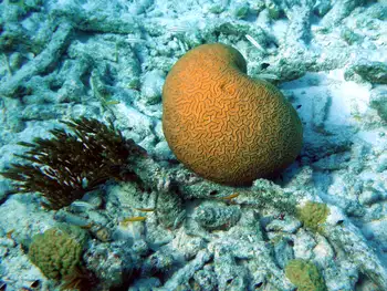 Brain Coral