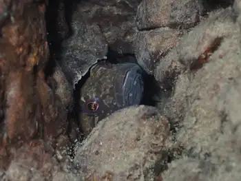 Prickly Sculpin