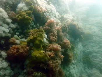 Dive Site