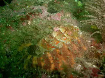 Chiton