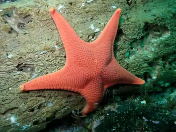 Vermilion Star