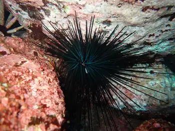 Hatpin Urchin
