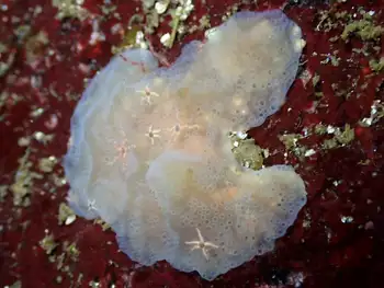 Sponge
