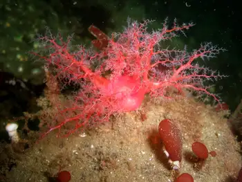 Red Creeping Pedal Sea Cucumber