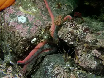 Shrimp