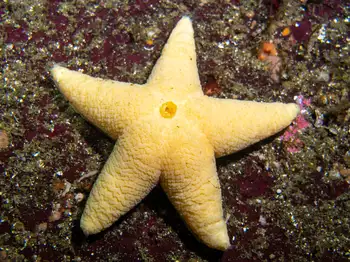 wrinkled star