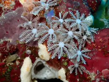Coral