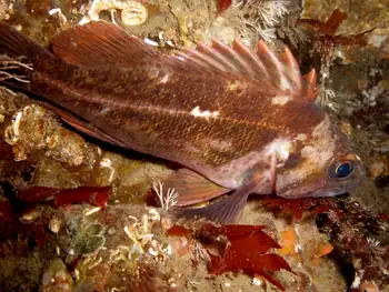 Brown Rockfish