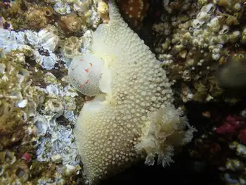 Nanaimo Nudibranch