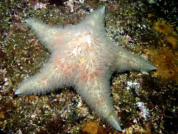 Leather Star