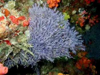 Coral