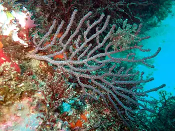 Fan Coral