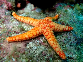 noduled star