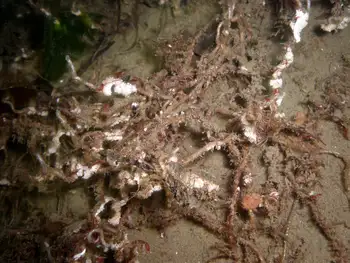 Prolific Three Section Tube Worms