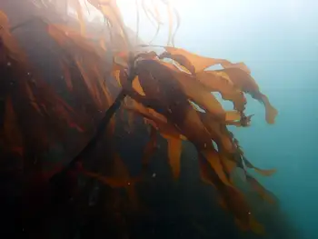 Woody Kelp