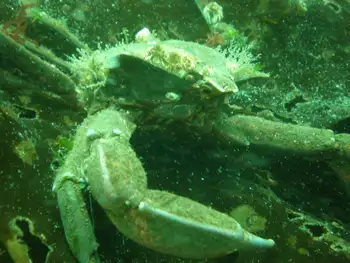 Northern Kelp Crab