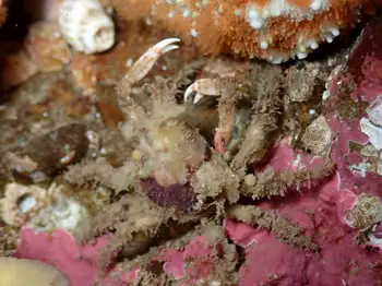 Sharp Nosed Crab