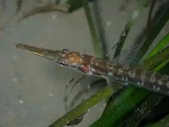 Tubesnout Fish