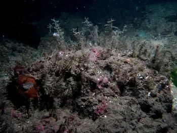 Hydroids