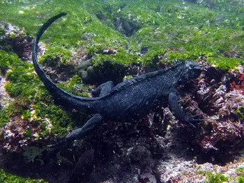 Marine Iguana