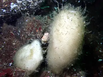 round lipped boot sponge