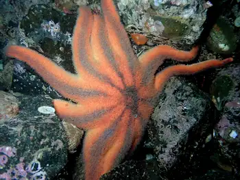 Striped Sun Star