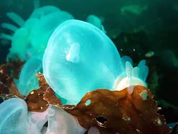 Hooded Nudibranchs