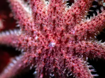 rose star