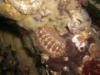 Mossy Chiton